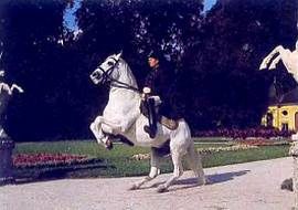 Лошади - _42.jpg