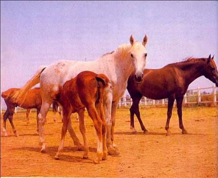 Лошади - _45.jpg