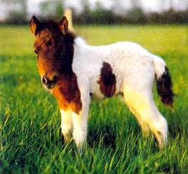 Лошади - _55.jpg