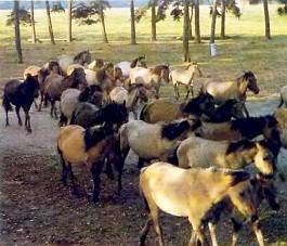 Лошади - _58.jpg