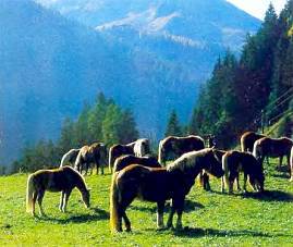 Лошади - _59.jpg