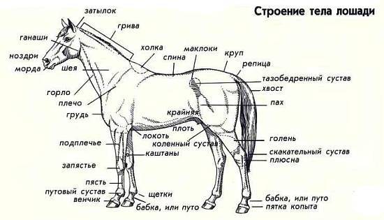Лошади - _60.jpg_0