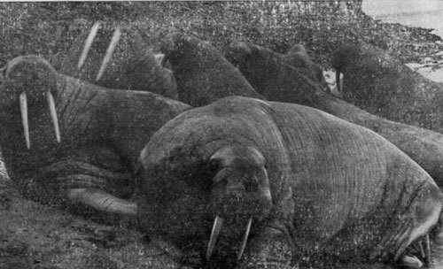 Архипелаг двух морей - doc2fb_image_02000011.jpg