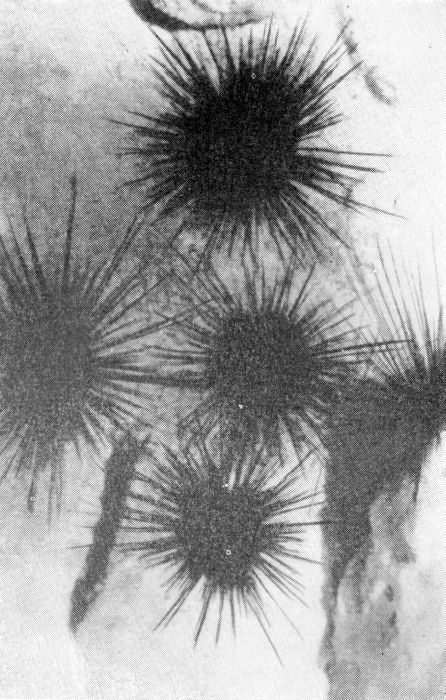 Остров в океане - Vrezka23.jpg