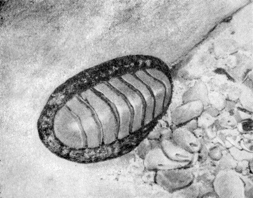 Остров в океане - Vrezka26.jpg