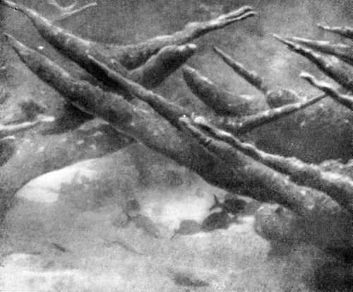 Остров в океане - Vrezka44.jpg