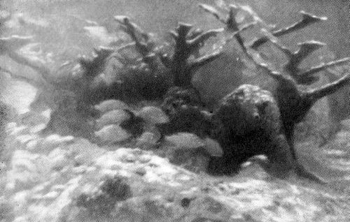 Остров в океане - Vrezka45.jpg