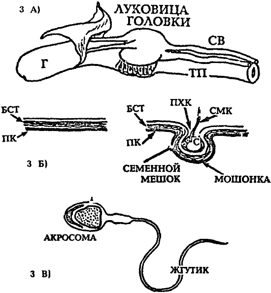 Размножение собак - i_004.png