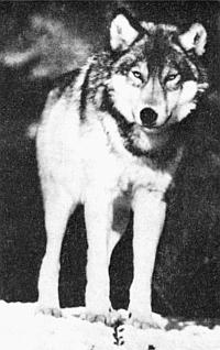 Слово о собаке - i_012.jpg