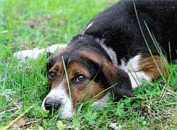 Слово о собаке - i_013.jpg