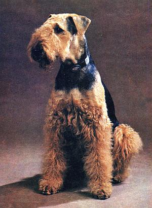 Слово о собаке - i_111.jpg