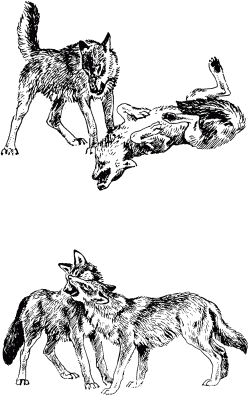 Слово о собаке - i_124.png