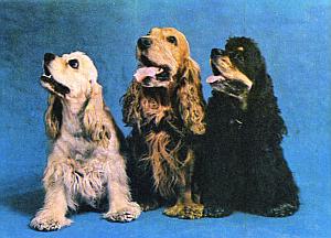 Слово о собаке - i_141.jpg