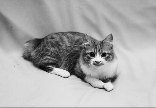 Курильский бобтейл - _02.jpg