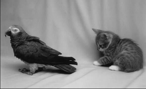 Курильский бобтейл - _03.jpg