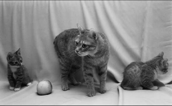 Курильский бобтейл - _04.jpg