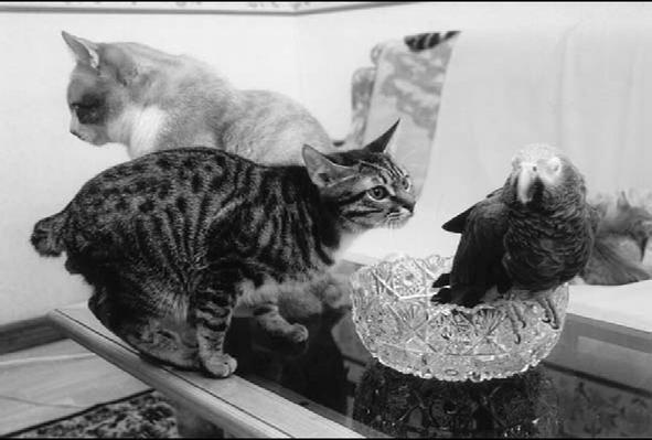 Курильский бобтейл - _05.jpg