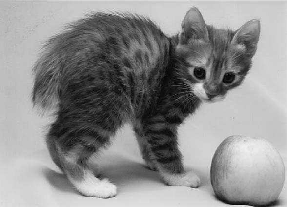 Курильский бобтейл - _07.jpg