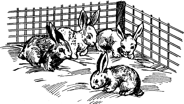 Кролики - i_001.png