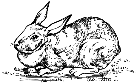 Кролики - i_003.png