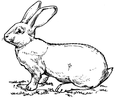 Кролики - i_004.png