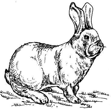 Кролики - i_005.png