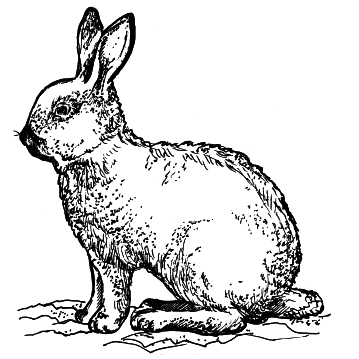 Кролики - i_006.png