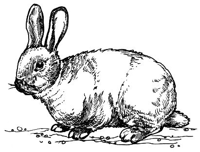 Кролики - i_007.png