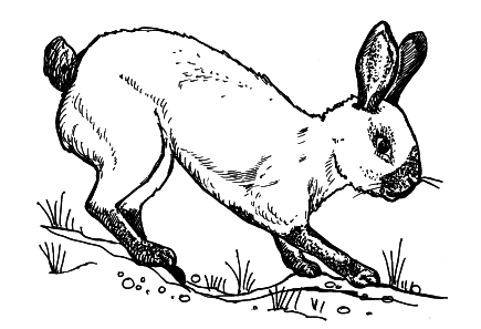 Кролики - i_008.png