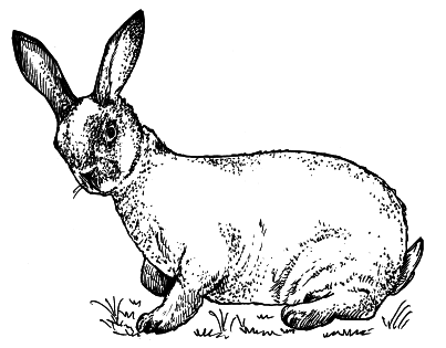 Кролики - i_009.png