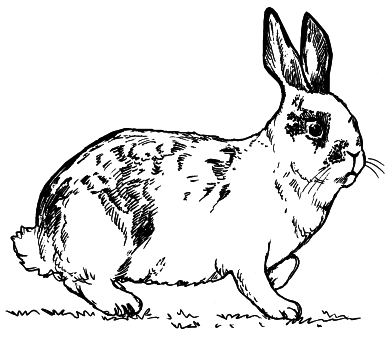 Кролики - i_010.png