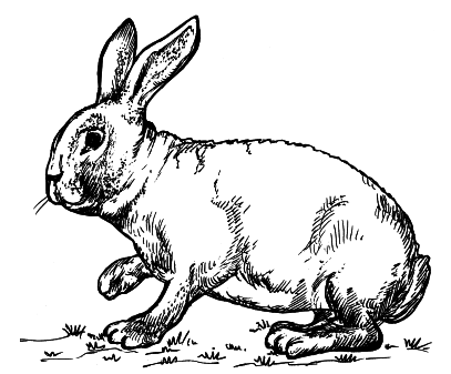 Кролики - i_013.png