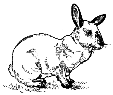 Кролики - i_016.png