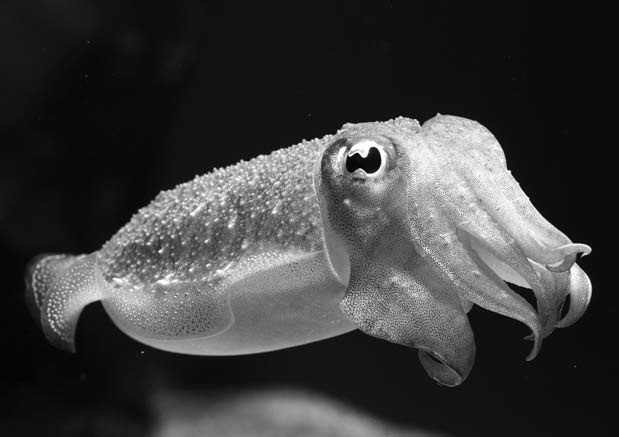 Удивительная зоология - i_010.jpg