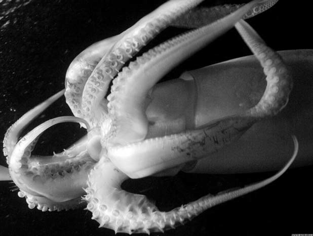 Удивительная зоология - i_013.jpg