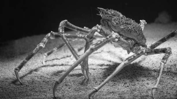 Удивительная зоология - i_016.jpg