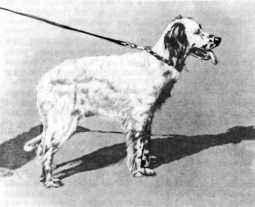 Охотничье братство - i_054.jpg