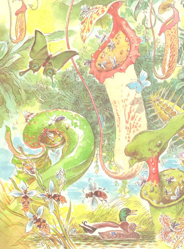 Лесной театр - _6.jpg