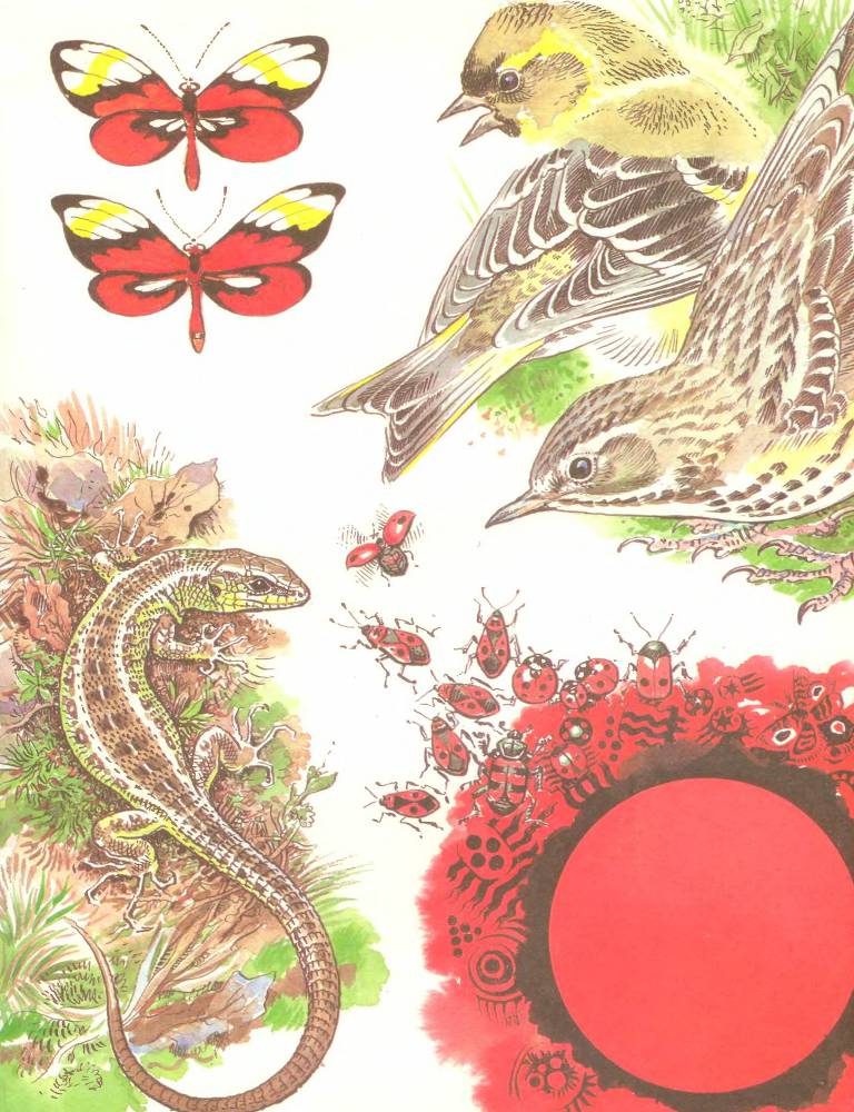 Лесной театр - _5.jpg