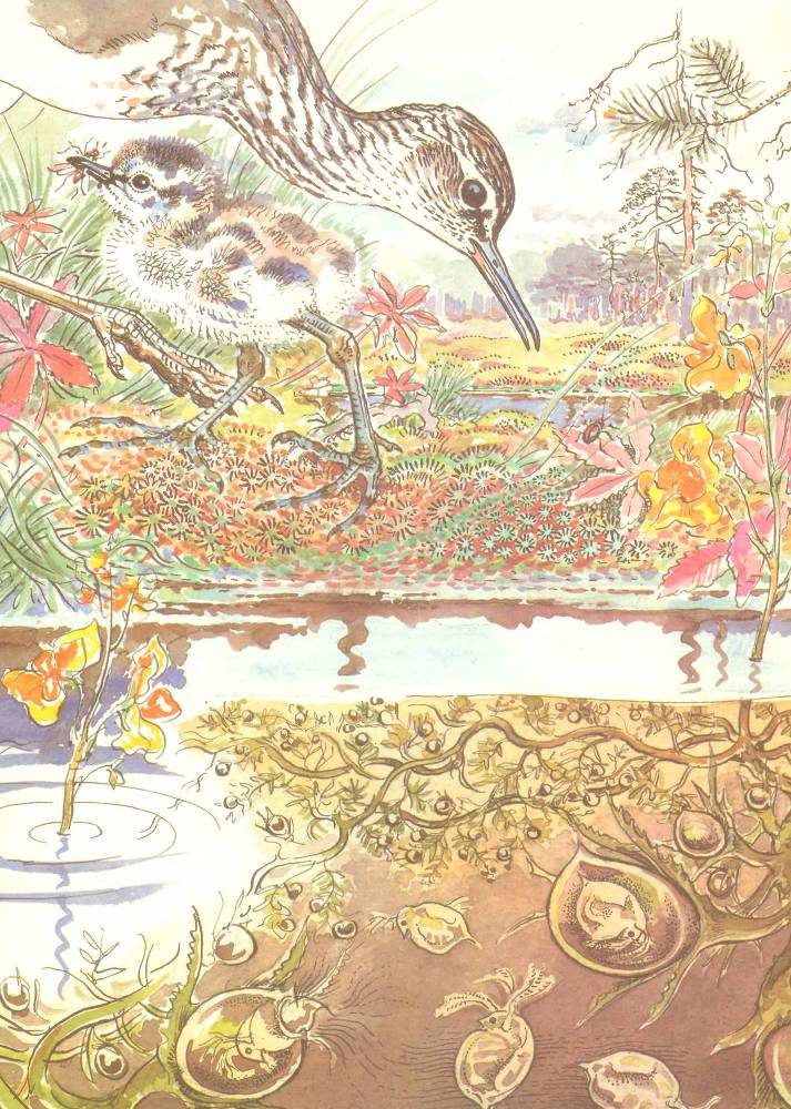 Лесной театр - _9.jpg