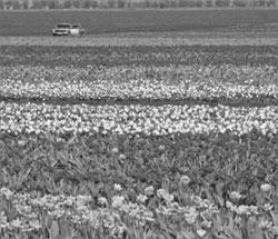 Литературная Газета 6339 ( № 35 2011) - TAG_userfiles_image_38_6339_2011_13-1_jpg185726