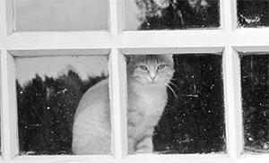 Литературная Газета 6518 ( № 30 2015) - TAG_upload_iblock_465_4659a7f8484d96237d4a0d7dfcfad9de_jpg139055