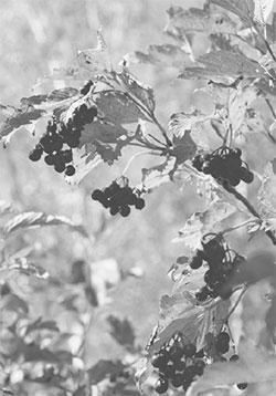 Литературная Газета 6533 ( № 47 2015) - TAG_upload_iblock_c1e_c1ee60ed86921839d6d524eb7a4a4e6b_jpg613682