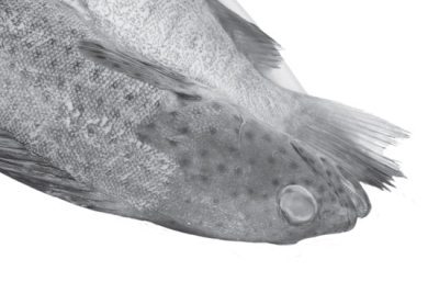 Продукты без тайн! - i_103.jpg