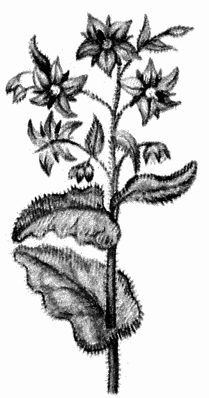 Целительные травы для женского здоровья - ris004.png