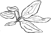 Аквариум: Корм и питание рыб - _06.png