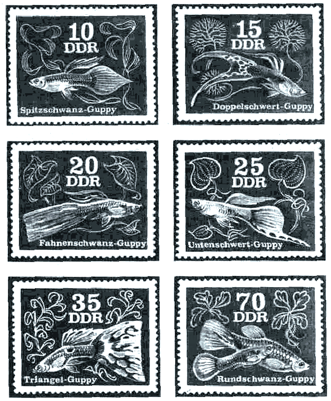 Все о гуппи и других живородящих - i_003.png