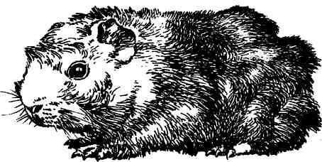 Морская свинка - img17B5.jpg