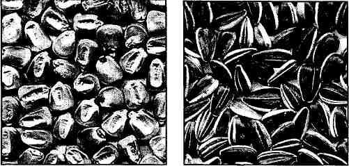 Морская свинка - img2932.jpg