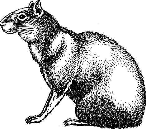 Морская свинка - img31C.jpg